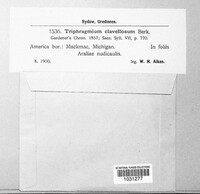 Triphragmium clavellosum image